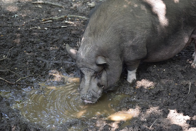 台上展示自 台上展示自