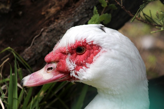 他清楚地意 他清楚地意